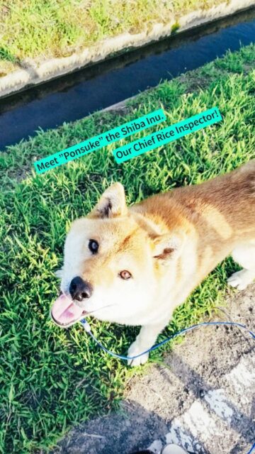 From snowy mountains to your hands 🍙✨
Thank you, Ponsuke, for watching over the rice behind every YAMADA ONIGIRI. 🐕🌾
#Onigiri #JapaneseRice #ShibaInu #JapaneseFood #YamadaOnigiri