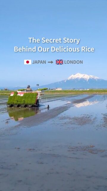The secret isn't a secret. 🌾✨
🇯🇵 Grown in Japan
🚢 Shipped as brown rice
🌾 Freshly milled in London
🍙 Made into your favourite onigiri
That's why our rice tastes so good.
#JapaneseFood #Onigiri #RiceLovers #LondonFood #YamadaOnigiri